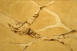 Crossing Paths Series, 2005, Oil on wood, 30" x 50"
