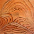 Origin of Life, 2004, Burnt & carved wood with oil, 36" x 36"